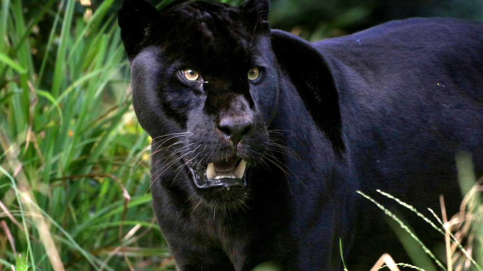 EIn schwarzer Leopard wird oft auch Schwarzer Panther genannt