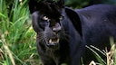 EIn schwarzer Leopard wird oft auch Schwarzer Panther genannt