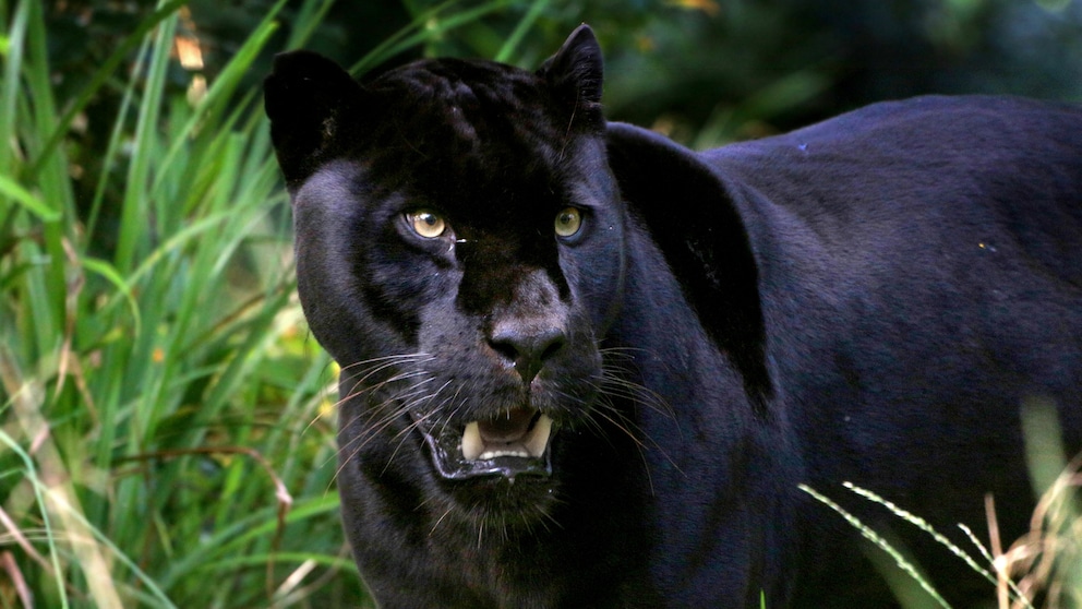 EIn schwarzer Leopard wird oft auch Schwarzer Panther genannt