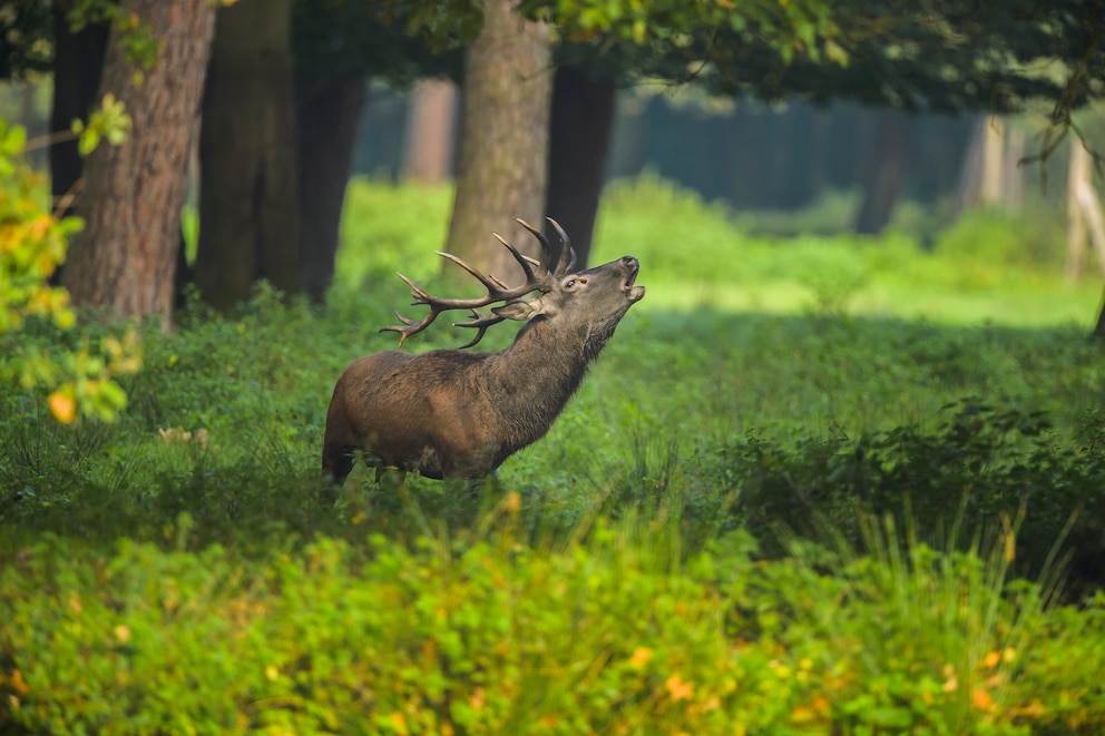 Rothirsch röhrend im Wald