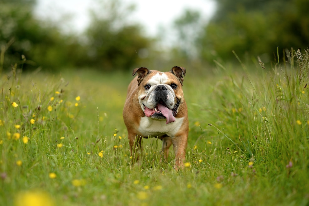 Englische Bulldogge