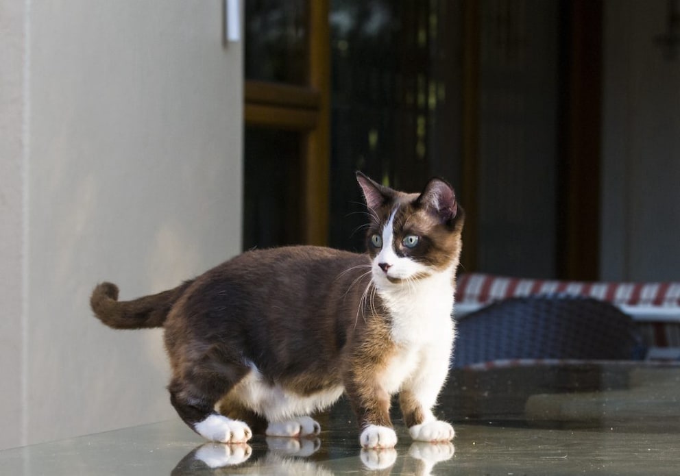 Qualzuchten Munchkin Katze