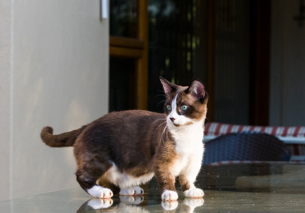 Qualzuchten Munchkin Katze