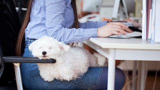 Hunde im Büro: Regeln und geeignete Hunderassen