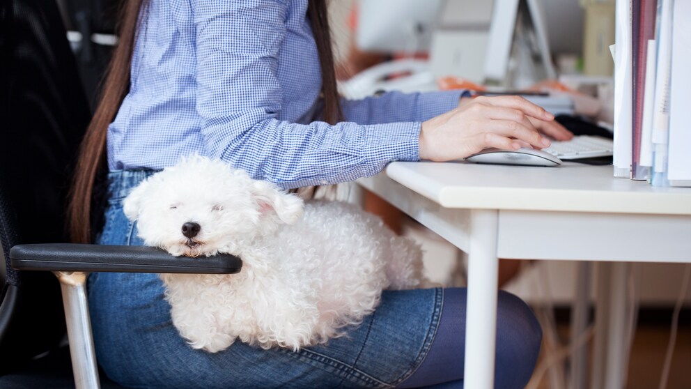 Hunde im Büro: Regeln und geeignete Hunderassen