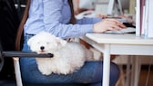 Hunde im Büro: Regeln und geeignete Hunderassen