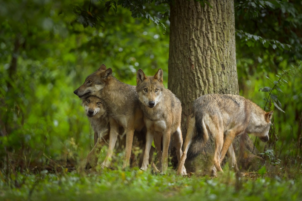 Gruppe aus europäischen Grauwölfen im Wald