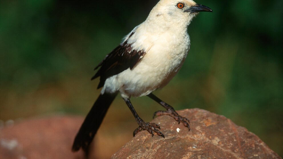 Elsterdrossling in Botswana