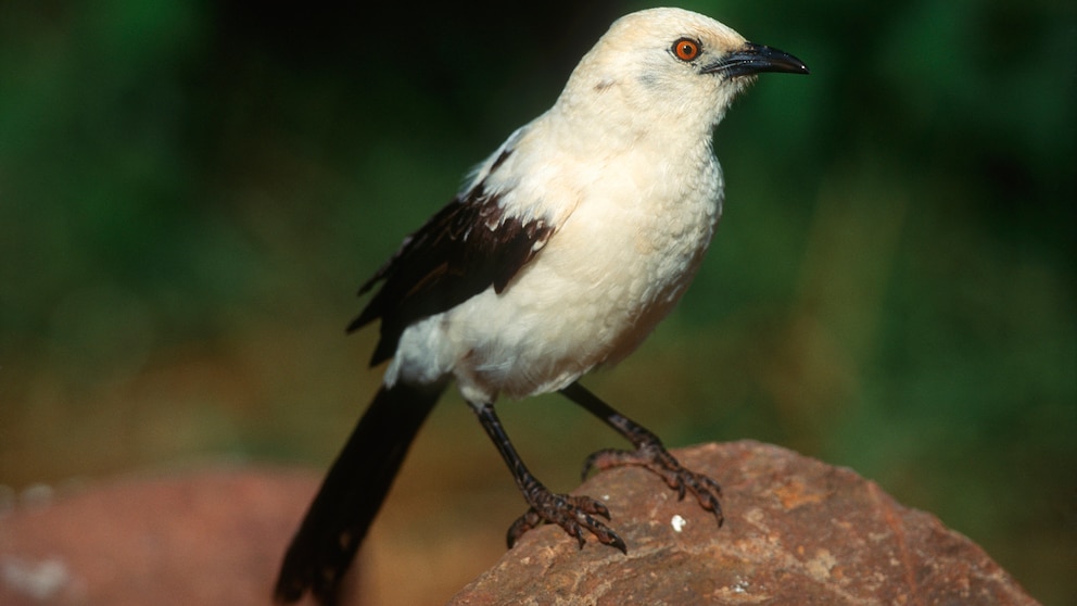 Elsterdrossling in Botswana