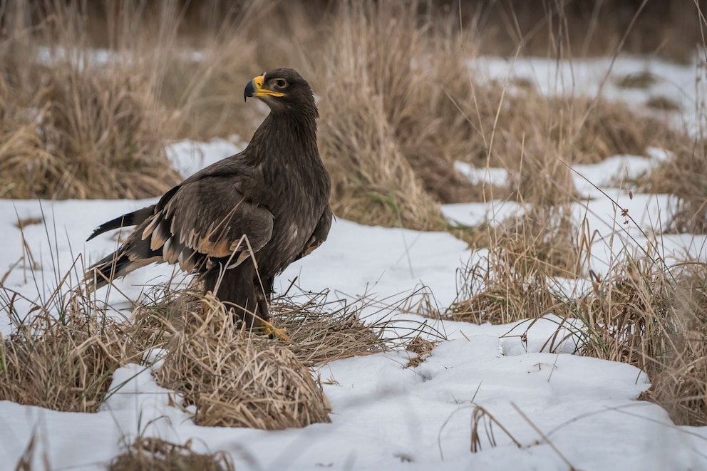 Wer in Brandenburg oder Mecklenburg-Vorpommern wohnt, kann diese Raubvögel beobachten. Allerdings gibt es von ihnen nur noch um die 100 Brutpaare in Deutschland