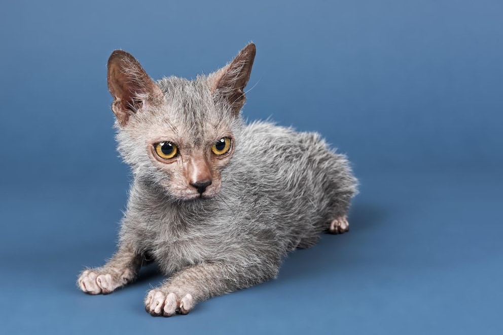 Lykoi Katze