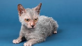 Lykoi Katze