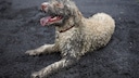 Hund im Matsch
