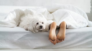 Hund liegt am Fußende des Bettes, in dem nur eine Person liegt