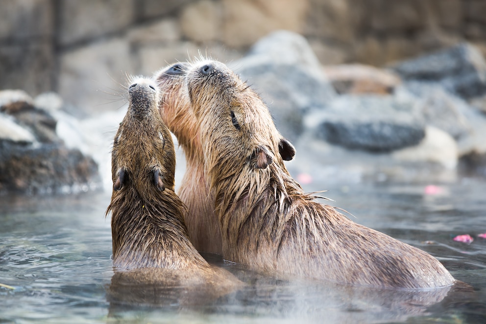 Wasserschwein