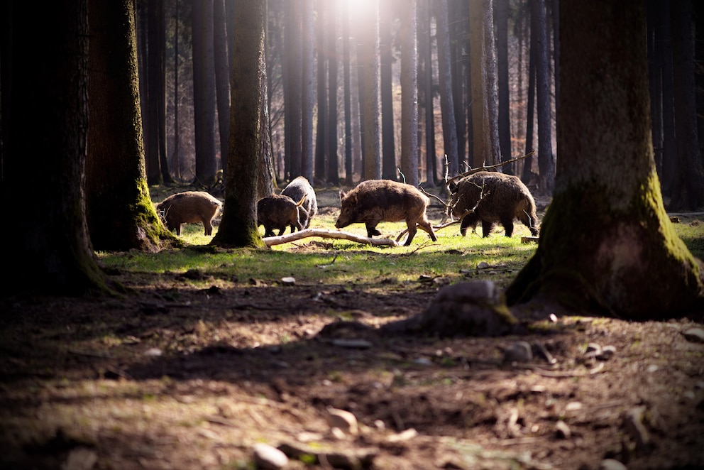 Wildschweine im Wald