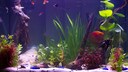 Zierfische im Aquarium zusammen halten