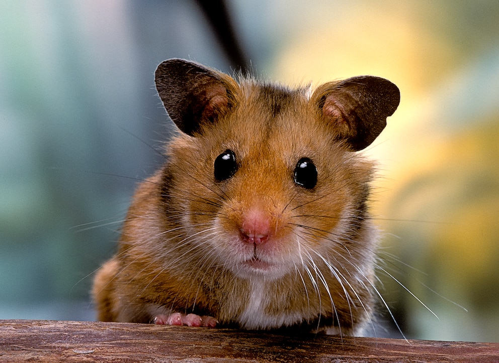 Goldhamster