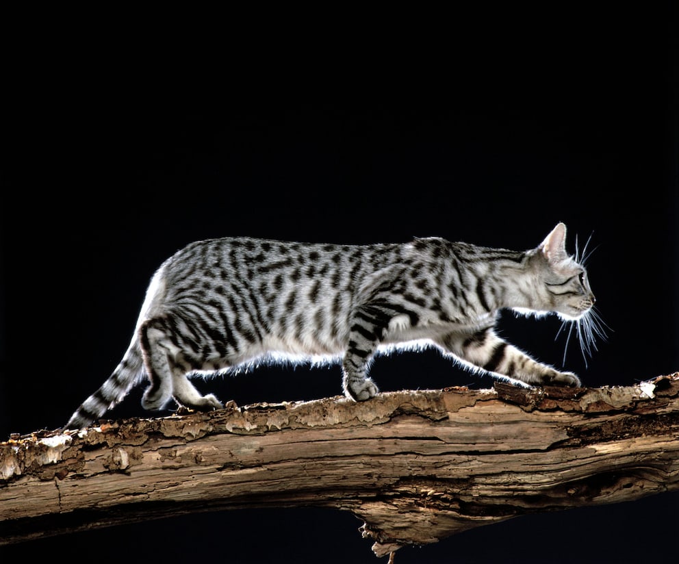 California Spangled: Aussehen, Charakter und Haltung der Katze
