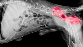 Hüftgelenksdysplasie Hund