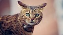 Katze dreht beide Ohren nach hinten und guckt erschreckt