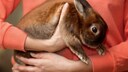 Ein Kaninchen wird hochgehoben und getragen
