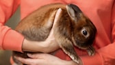 Ein Kaninchen wird hochgehoben und getragen
