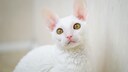 Cornish Rex Katze