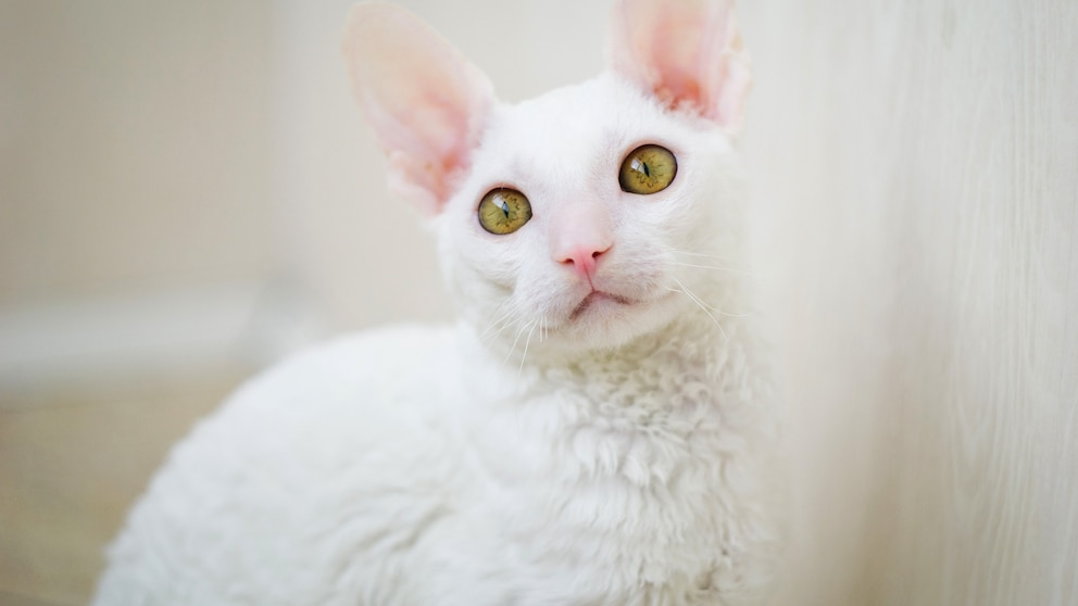 Cornish Rex Katze