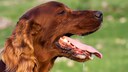 Hund sabbert