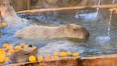 Capybara, Wasserschwein, Yuzu-Bad