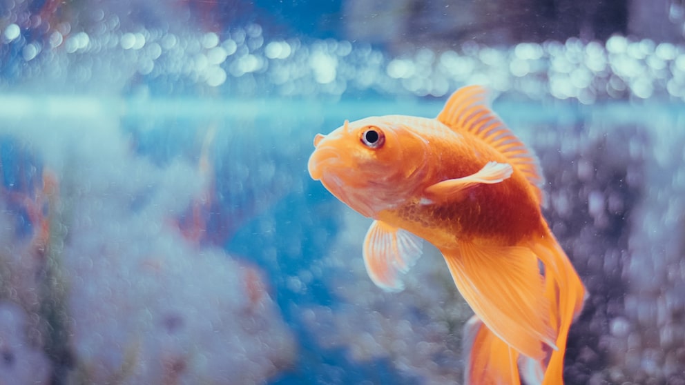 Ein Fisch schwimmt in einem Aquarium