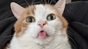 Der Kater Porkchop aus Kanada hat eine vergr&ouml;&szlig;erte Zunge.