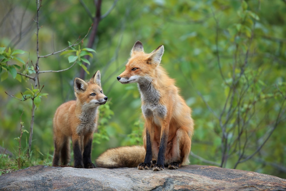 Fuchsarten Rotfuchs