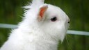 Ein Hermelin-Kaninchen ist leicht durch sein reinweißes Fell zu erkennen, das ihm auch den Namen gab