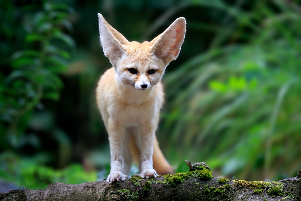 Fuchsarten Wüstenfuchs Fennek