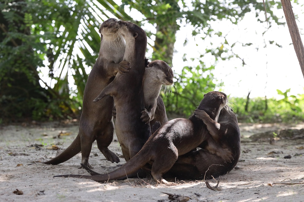 Eine Gruppe von Ottern umarmt sich am Strand von Gardens by the Bay auf Singapur