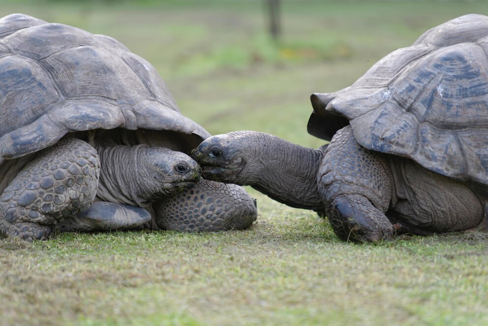 Eine Landschildkröte berührt mit ihrem Kopf den einer anderen Landschildkröte