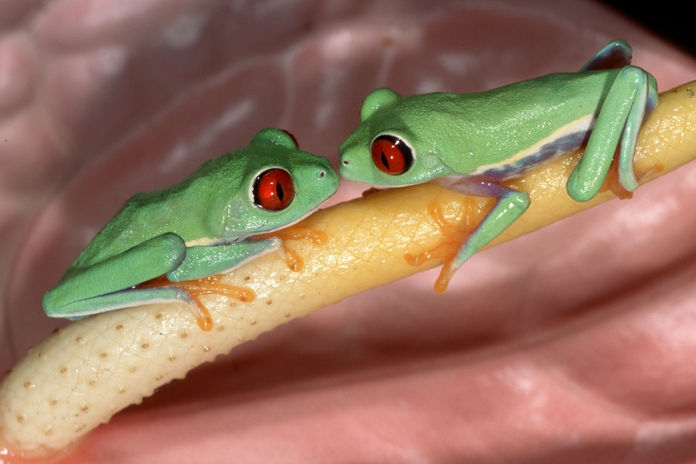 Zwei Rotaugenlaubfrösche sitzen sich gegenüber auf einem Ast und schauen sich in die Augen