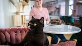 Eine Katze, die in einem Katzencafé lebt, schaut interessiert und leckt sich über die Schnauze