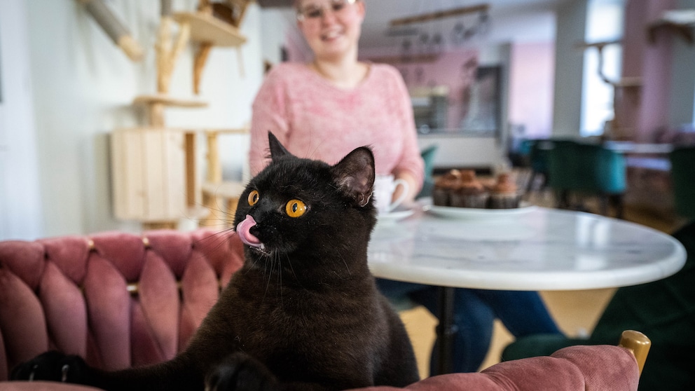 Eine Katze, die in einem Katzencafé lebt, schaut interessiert und leckt sich über die Schnauze