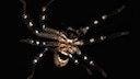 Eine Huntsman-Spinne, die aussieht als trage sie eine &bdquo;Kriegsbemalung&ldquo; h&auml;ngt in ihrem Netz