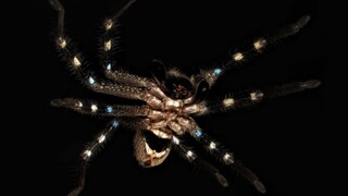 Eine Huntsman-Spinne, die aussieht als trage sie eine „Kriegsbemalung“ hängt in ihrem Netz