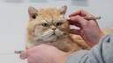 Tierpräparatorin Laura Eberhard arbeitet an einer ausgestopften Katze. Bei MemoryPets werden gestorbene Haustiere möglichst lebensecht präpariert. In den Räumlichkeiten der beiden Präparatorinnen Dörk und Eberhard stehen einige Hunde und Katzen zur Abholung bereit.