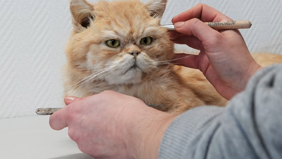 Tierpräparatorin Laura Eberhard arbeitet an einer ausgestopften Katze. Bei MemoryPets werden gestorbene Haustiere möglichst lebensecht präpariert. In den Räumlichkeiten der beiden Präparatorinnen Dörk und Eberhard stehen einige Hunde und Katzen zur Abholung bereit. 