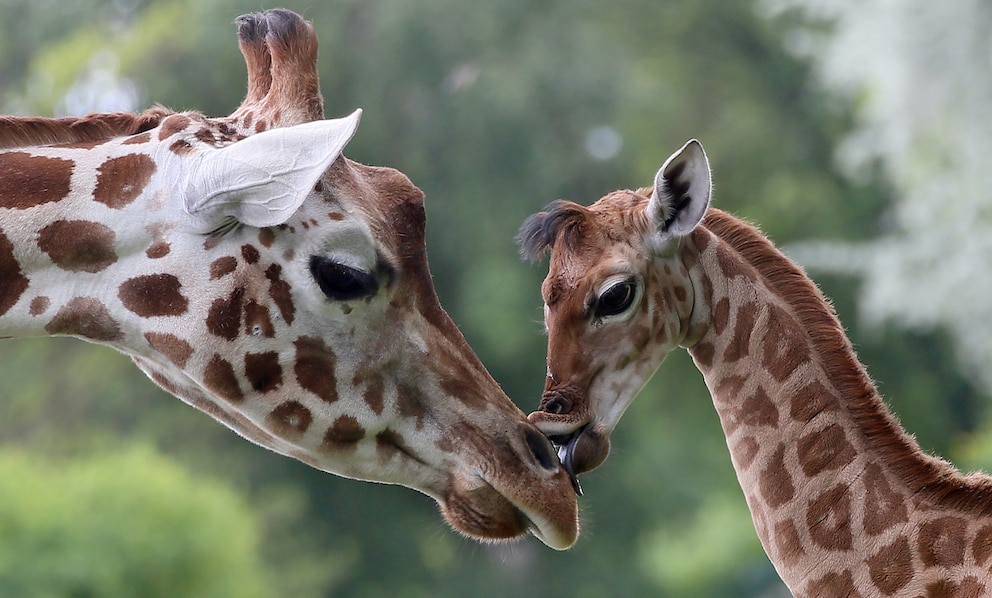 Die neun Tage alte Giraffe Bine leckt am 09.05.2014 im Tierpark Friedrichsfelde in Berlin ihrer Giraffen-Tante Andrea über die Nase.