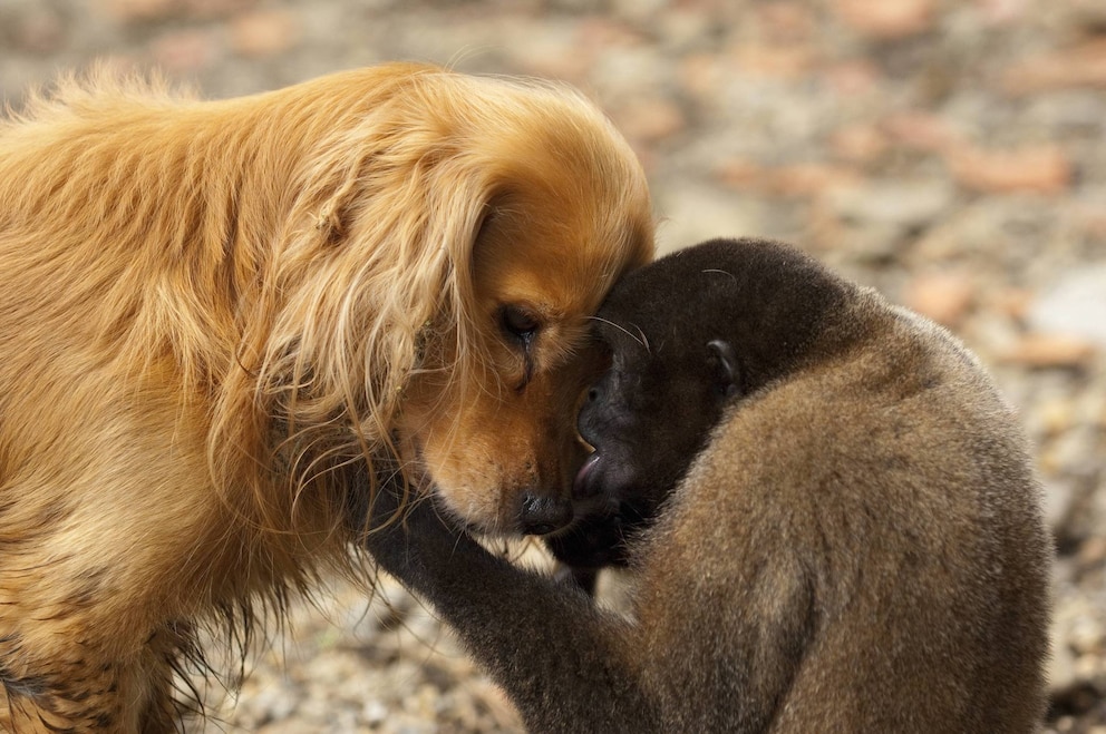 Ein Wollaffe umarmt einen Hund und presst seine Stirn an die des Hundes