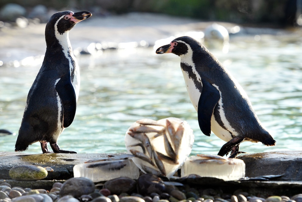 Zwei Pinguine zum Valentinstag im Londoner Zoo, die von ihren Pflegern gefrorene Fische in Herzform erhalten haben