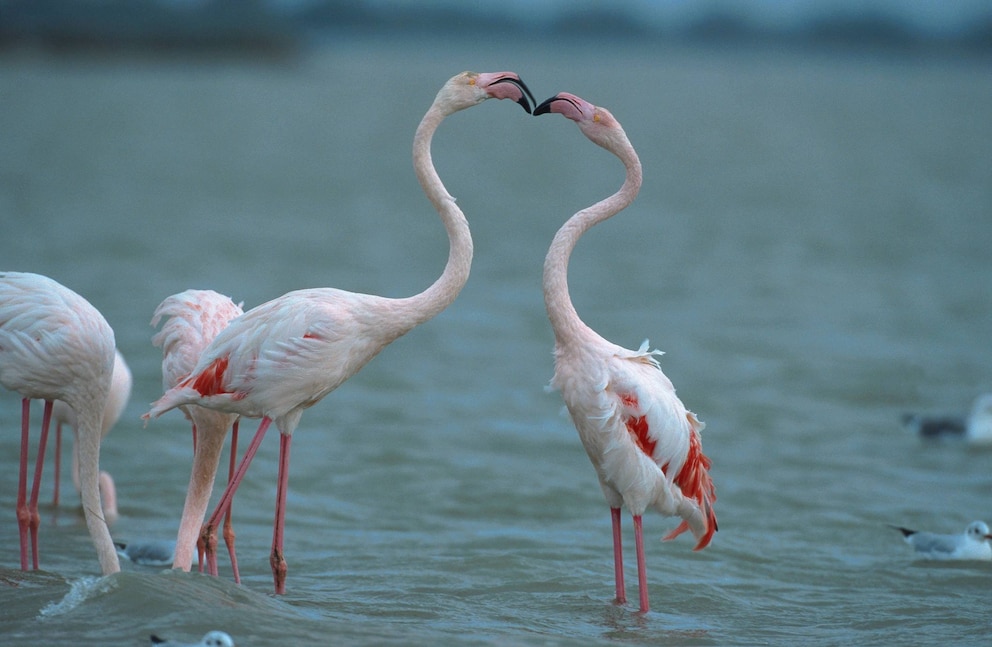 Flamingos berühren sich mit dem Schnabel