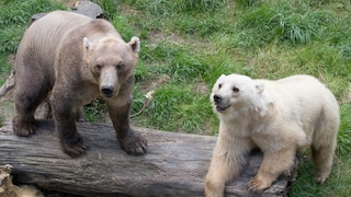 Die sogenannten „Cappuccino-Bären“ Tips (hell) und ihr Bruder Taps im Zoo in Osnabrück